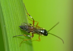 Diplazon laetatorius