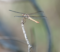 Orthemis ferruginea