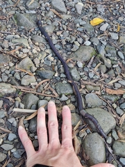 Lumbricus