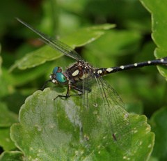 Gomphomacromia paradoxa