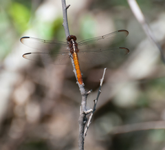 Orthemis discolor