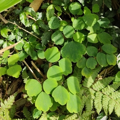 Thalictrum urbainii
