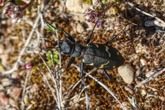 Cicindela sylvatica