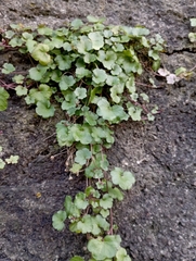 Cymbalaria muralis