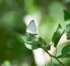 Heliopetes laviana