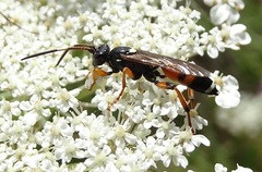 Ichneumon sarcitorius