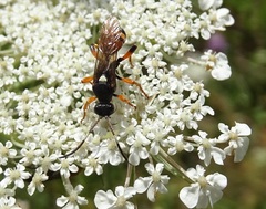 Ichneumon sarcitorius