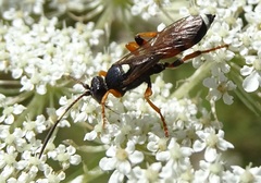 Ichneumon sarcitorius