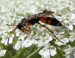 Ichneumon sarcitorius