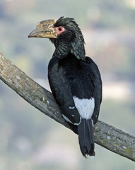 Bycanistes bucinator