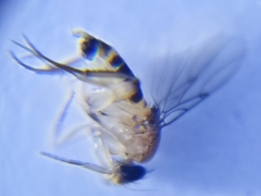 Phoridae