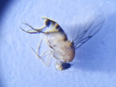 Phoridae