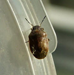 Neottiglossa pusilla