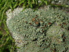 Lecanora subimmergens