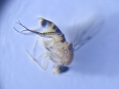 Phoridae
