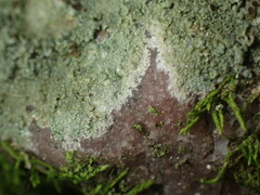 Lecanora subimmergens