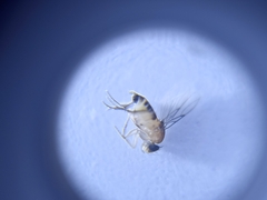 Phoridae