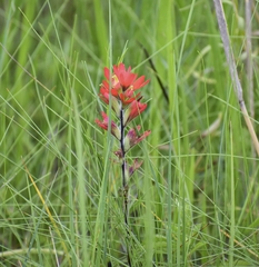 Castilleja coccinea