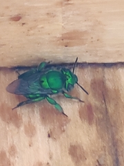 Euglossa