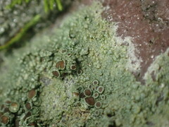 Lecanora subimmergens