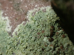 Lecanora subimmergens