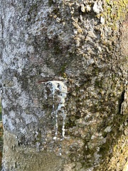 Dacryodes excelsa