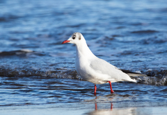 Chroicocephalus ridibundus