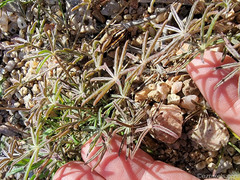 Lupinus sparsiflorus