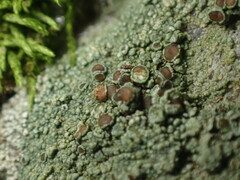 Lecanora subimmergens