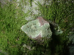 Lecanora subimmergens