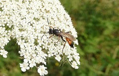 Ichneumon stramentarius