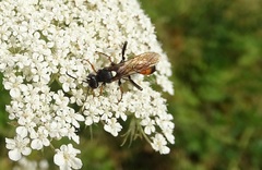 Ichneumon stramentarius