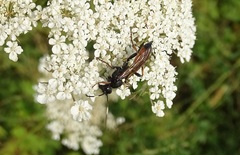 Ichneumon stramentarius