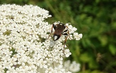 Ichneumon stramentarius