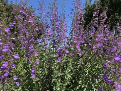 Penstemon spectabilis