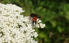 Ichneumon stramentarius
