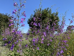 Penstemon spectabilis