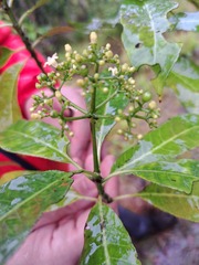 Eumachia