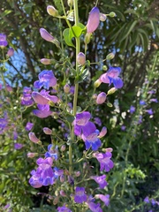 Penstemon spectabilis