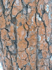 Trentepohlia