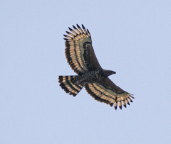 Stephanoaetus coronatus