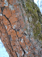 Trentepohlia