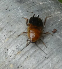 Ectobius sylvestris