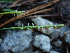 Eremochloa ophiuroides