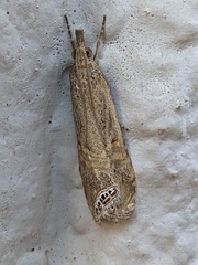 Euchromius ocellea