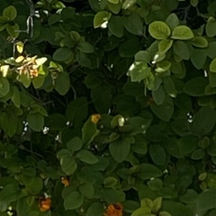 Eupsittula pertinax xanthogenia