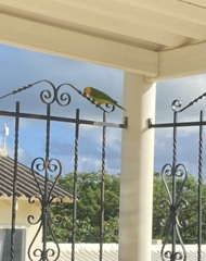 Eupsittula pertinax xanthogenia