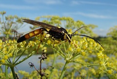 Ichneumon xanthorius
