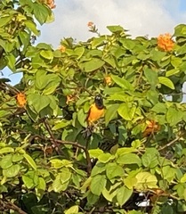 Icterus icterus