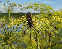 Ichneumon xanthorius